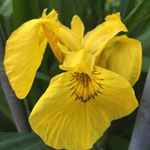 A yellow flag iris, Iris pseudacorus.