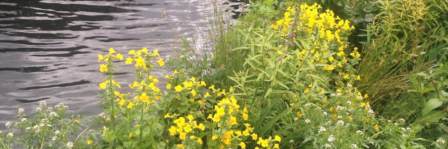 A canal edge planting.